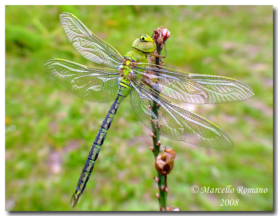 A tu per tu con l''Anax imperator